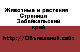  Животные и растения - Страница 44 . Забайкальский край